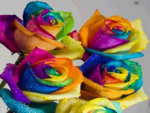 rainbowroses.jpg